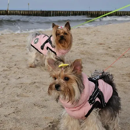 Przy Plazy Apartment *