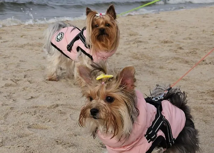 Przy Plazy Apartmán *