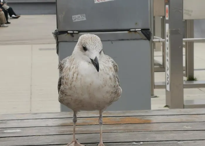 Apartmán Przy Plazy Kolobřeh