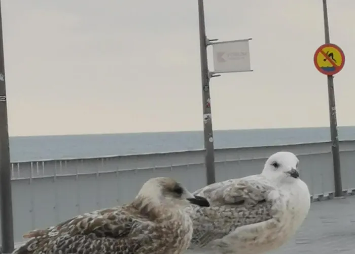 Przy Plazy Kolobřeh